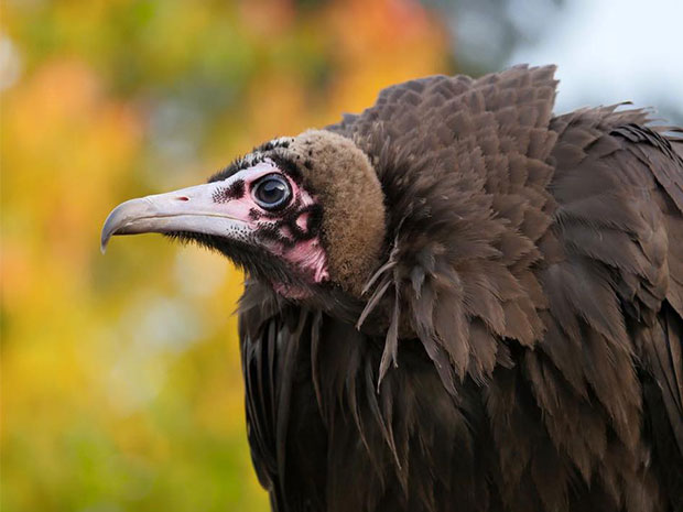 Find out more about vultures with The International Centre for Birds of Prey's director, Jemima Parry-Jones MBE.