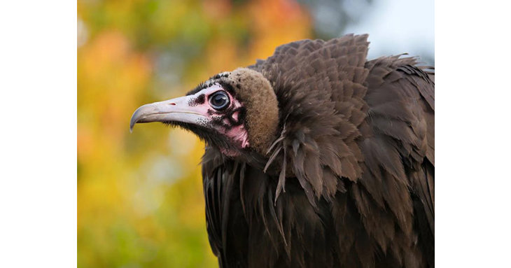 Find out more about vultures with The International Centre for Birds of Prey's director, Jemima Parry-Jones MBE.