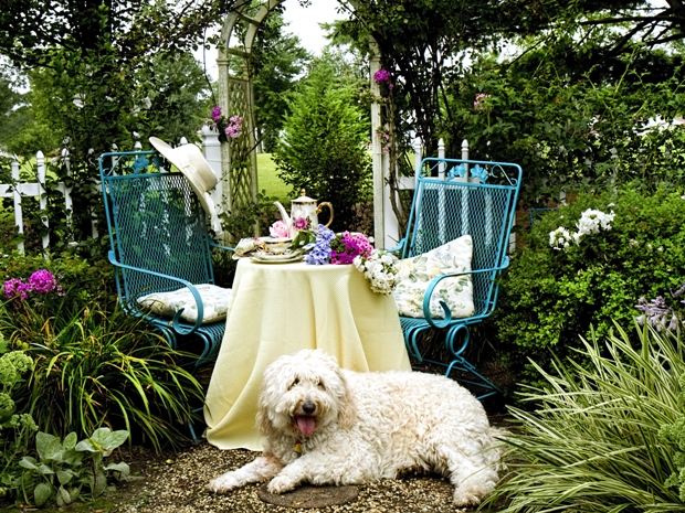 Four-legged friends can enjoy afternoon tea at The Fish Hotel.