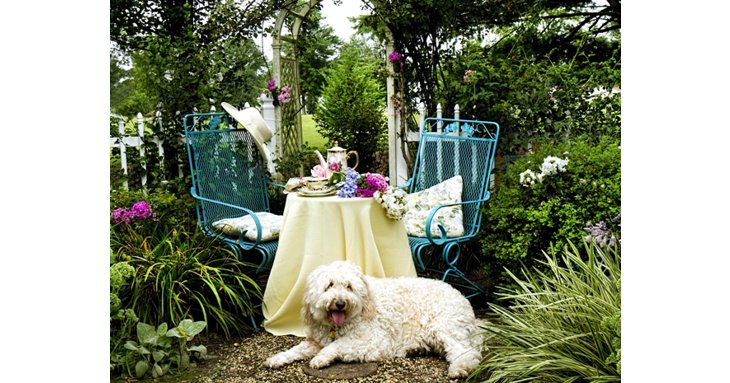 Four-legged friends can enjoy afternoon tea at The Fish Hotel.