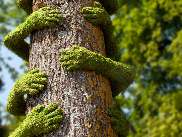 Visitors to the Forest of Dean Sculpture Trail could see eight new sculptures this July 2021, if plans are approved by Forest of Dean Council.