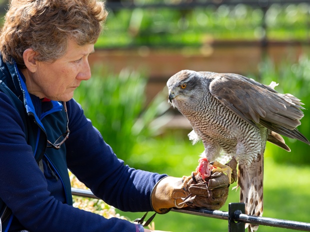 Interview with International Centre for Birds of Prey