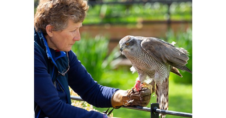 Find out more about the incredible International Centre for Birds of Prey. Photo by nickwb.com