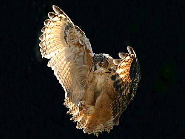 The Owl Evenings are a lovely pre-Christmas treat.