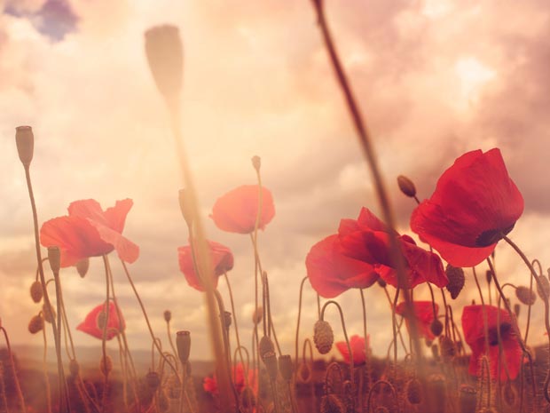 Remembering the Gloucestershire Fallen at Gloucester Cathedral