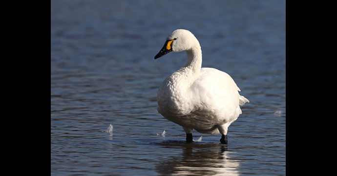 Slimbridge Wetland Centre’s first Bewick’s swan of the year has arrived