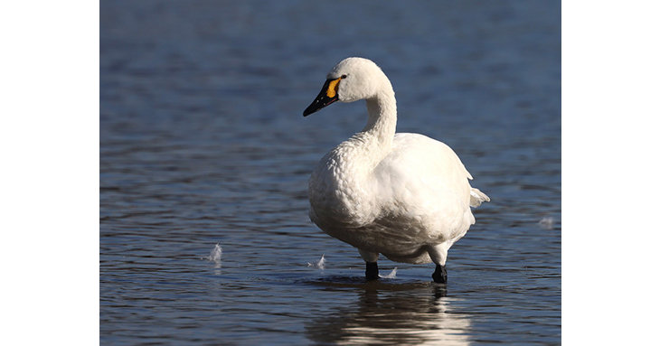 A Bewicks swan named Allington is the first of the flock to return to Slimbridge Wetland Centre for winter 2021.  Jonathan Mercer