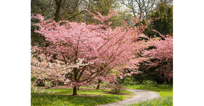 Cherry blossom season is coming to Batsford Arboretum
