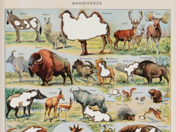 Mamiferes Bactrian Camel 2017. By Tom Van Herrewege.