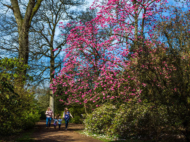 Be in with a chance of winning a family ticket to Westonbirt Arboretum to celebrate spring at the glorious Gloucestershire attraction.  Johnny Hathaway