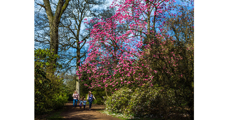 Be in with a chance of winning a family ticket to Westonbirt Arboretum to celebrate spring at the glorious Gloucestershire attraction.  Johnny Hathaway