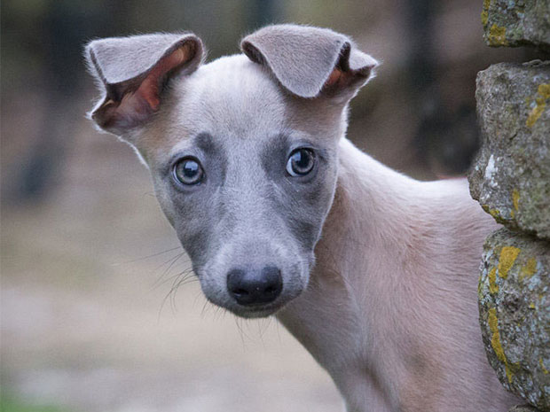 Pop-up Dog Photography at The Maytime Inn