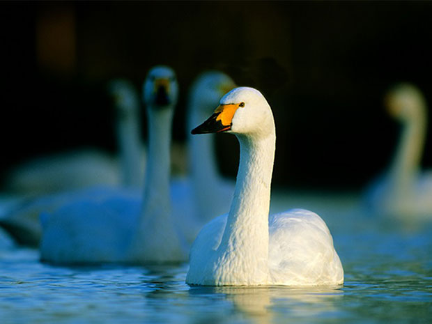Floodlit Swan Supper at Slimbridge Wetland Centre