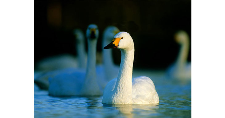 Head to Slimbridge Wetland Centre for a brilliant experience this winter.