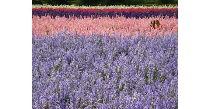 Confetti Flower Field to open for summer