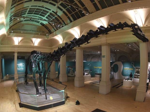 Meet Dippy the Natural History Museum Dinosaur at National Museum Cardiff from October 2019. &copy; Trustees of the Natural History Museum.
