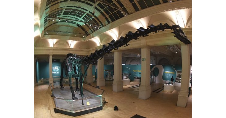 Meet Dippy the Natural History Museum Dinosaur at National Museum Cardiff from October 2019. &copy; Trustees of the Natural History Museum.