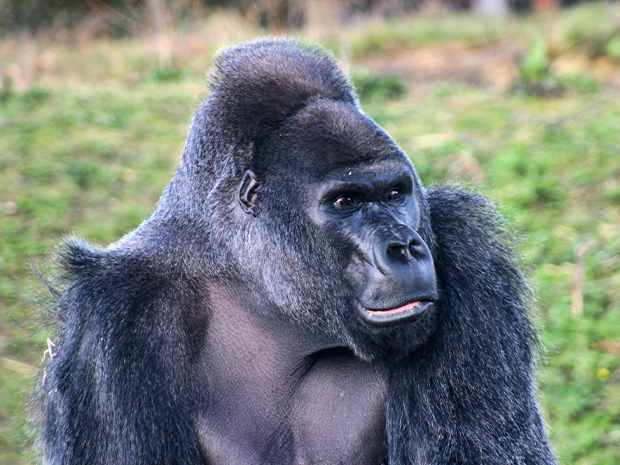 Bristol Zoo is reopening in July