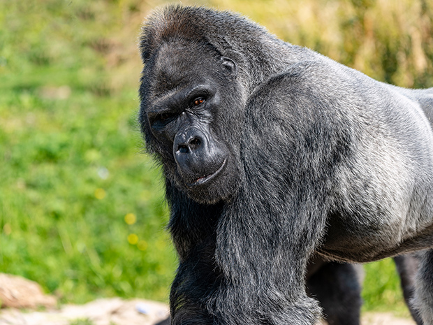 Bristol Zoo is relocating to South Gloucestershire 