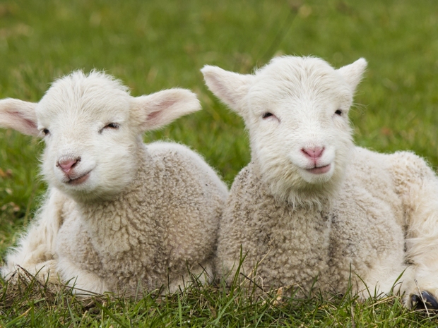 Hoping for a socially distanced day out? Visitors will be able to pre-book a daytrip at Country Adventure Farm Park in July 2020.