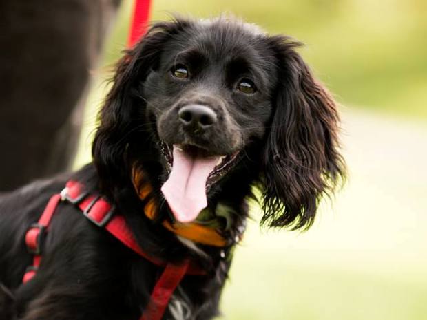 Children can keep busy at Cheltenham Animal Shelter's holiday club this May.