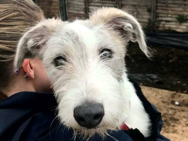 There'll be a dog show at Cheltenham Animal Shelter this September.