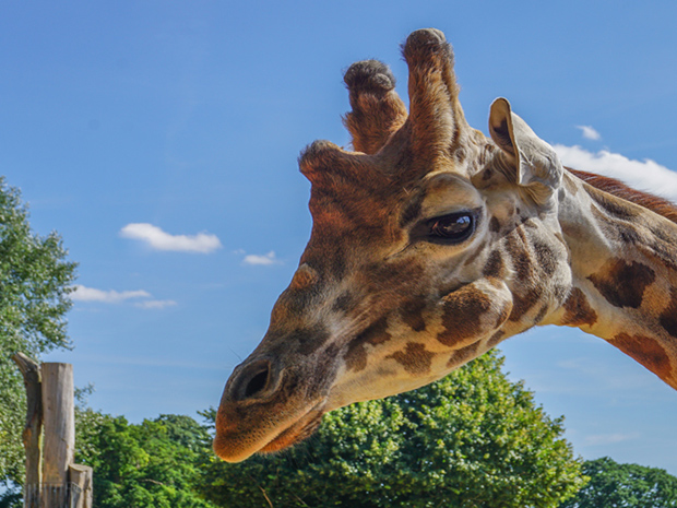 Cotswold Wildlife Park celebrating 50th anniversary