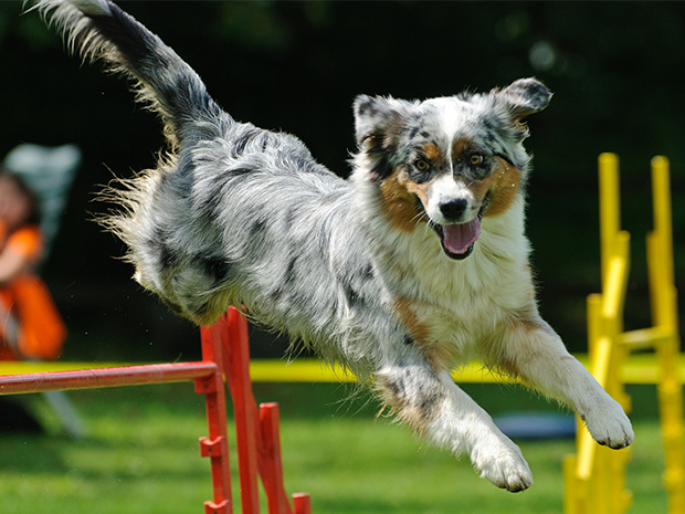 Bring your pup along for a day of doggy fun at DogFest, coming to Cirencester in September 2021.