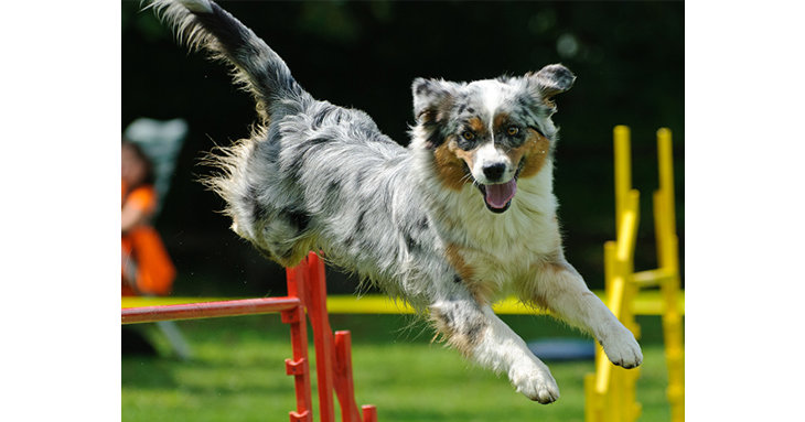 Bring your pup along for a day of doggy fun at DogFest, coming to Cirencester in September 2021.