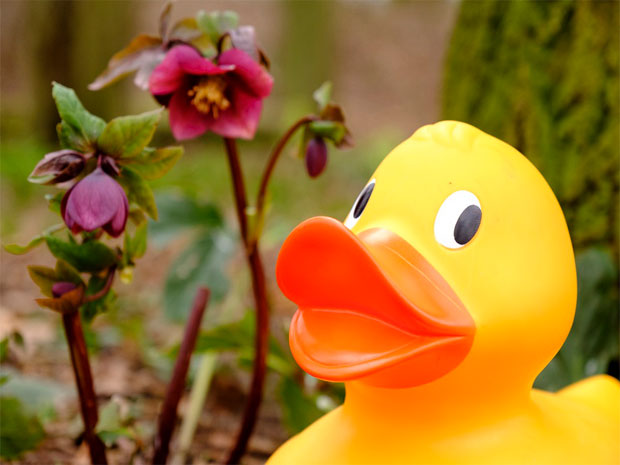 Find the ducks and win special prizes at Slimbridge Wetland Centre this April.