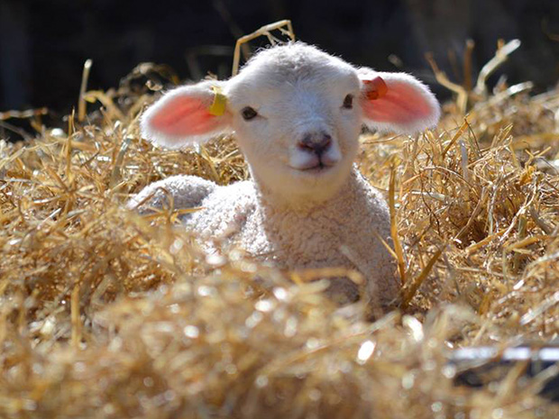Hunt for Easter eggs and meet newborn lambs at Cotswold Farm Park this April 2020.