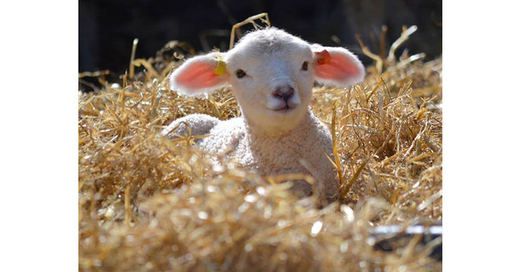 Hunt for Easter eggs and meet newborn lambs at Cotswold Farm Park this April 2020.