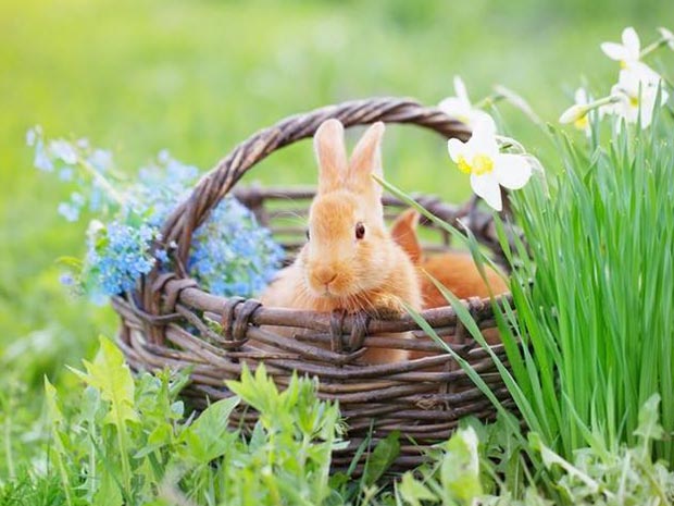 Little ones can get up close with the animals.