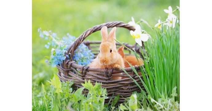 Easter Petting Zoo at The Valley Evesham