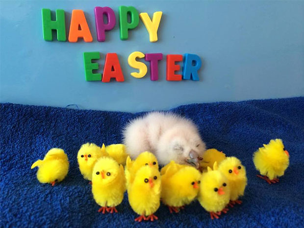 Enjoy heaps of seasonal egg-citement at International Centre for Birds of Prey.