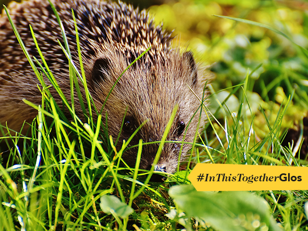 Gloucestershire Wildlife Trust has launched a series of advice and activity pages on its website, helping people keep close to nature at this difficult time.