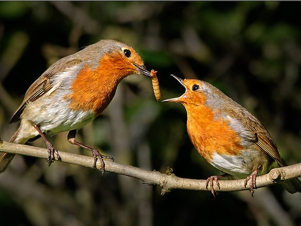 Gloucestershire Wildlife Trust photo competition now open for entries