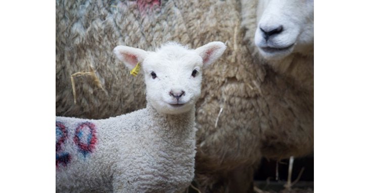 Back after a two year break, meet the lambs and kids at Cotswold Farm Park this spring 2022.