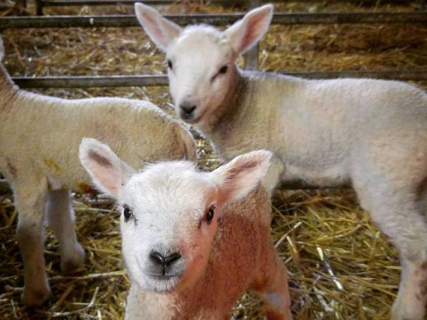 Meet the tiny lambs at Court Farm Shop this half term.