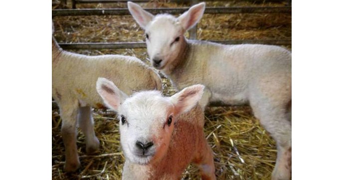Lambing Live at Court Farm Shop