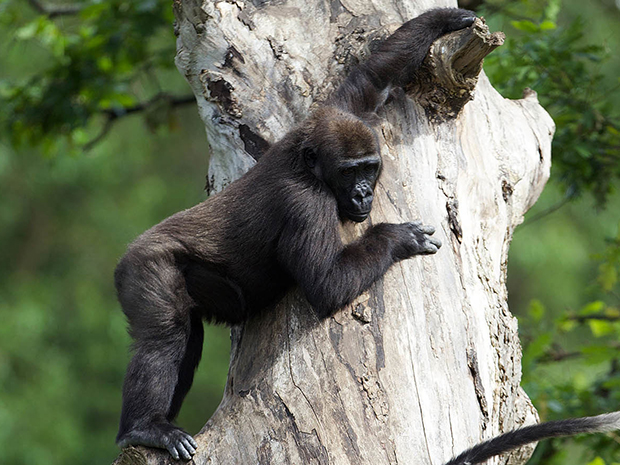 Some of the worlds most threatened species will call the new Bristol Zoo home when it opens at the Wild Place Project in 2024.