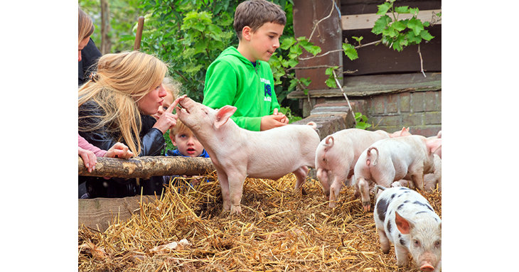The new Countryside Adventure attraction will significantly expand Over Farm, featuring animal interaction and more.