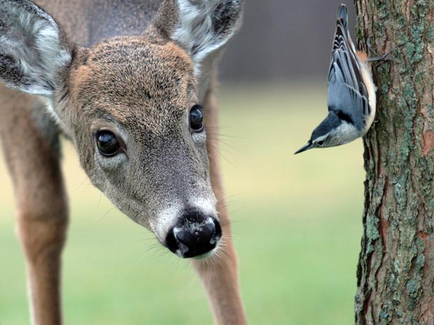 Prinknash Bird and Deer Park is a popular attraction for families in Gloucestershire, but will be closing its doors for good in 2019.