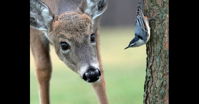 Prinknash Bird and Deer Park to close