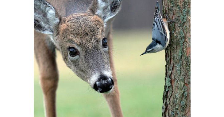 Prinknash Bird and Deer Park is a popular attraction for families in Gloucestershire, but will be closing its doors for good in 2019.
