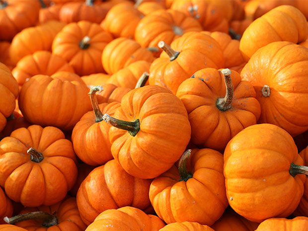 Pumpkin Festival at Dean Heritage Centre