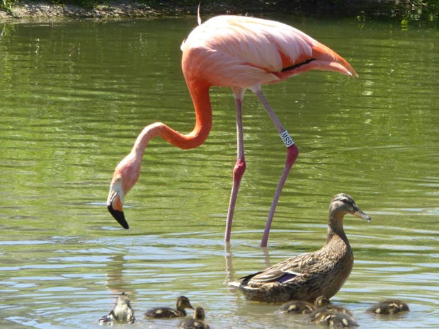 Slimbridge Wetland Centre review