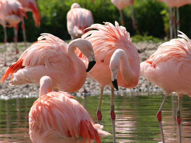 Slimbridge Wetland Centre is reopening in June