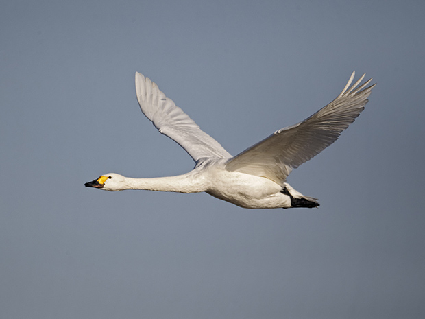 Slimbridge Wetland Centre announces reopening date