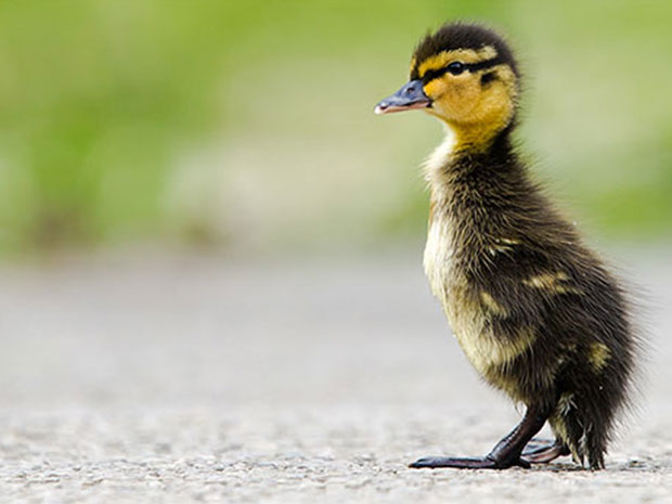 Celebrate new life at Slimbridge Wetland Centre.
